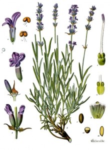 Lavender Health Benifits
