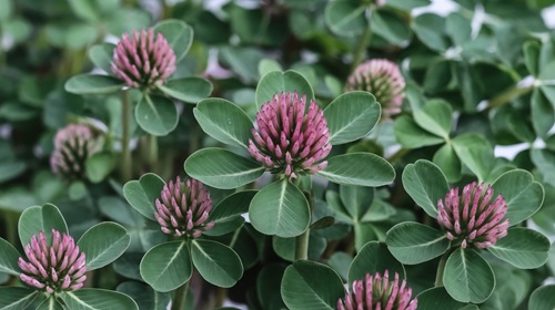 a-clinical-style-photograph-of-a-close-u__AZxltjKQH-gfWrCUhhwYA_coq1sDOMRluMI-xFaFBGhQ